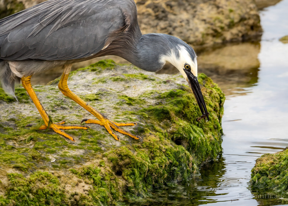 A white-faced heron, Egretta novaehollandiae, perched on a rock, with a small crab in its beak.