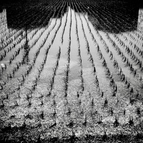 Square monochrome shot of receding lines of rice plants sitting in shallow water. In the top third of the shot are the shadowy reflections of buildings also receding to a vanishing point. If it weren’t for a large antenna on the nearest roof on the left this could be a set in a Western movie. In the foreground the surface of the water is covered in what looks like oatmeal.
