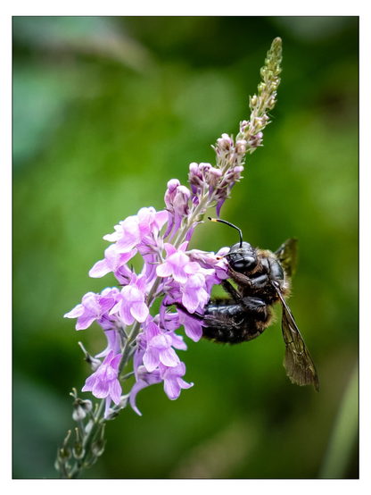 Das detailliertes Makrofoto zeigt eine schwarze Holzbiene, die emsig an einer zarten, lilafarbenen Blume saugt, eingefangen bei einem ruhigen Moment in der Natur