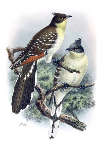 Color lithograph depicting two great spotted cuckoos (Clamator glandarius) perched on a branch; one in profile, the other facing forward, against a backdrop of foliage.