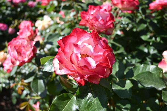 花の中央が白く、外側にかけてだんだん赤くなる花びらを持つバラ『ジュビレ・ドゥ・プリンス・ドゥ・モナコ』。/ 2026.05.17 京都府立植物園・ばら園から