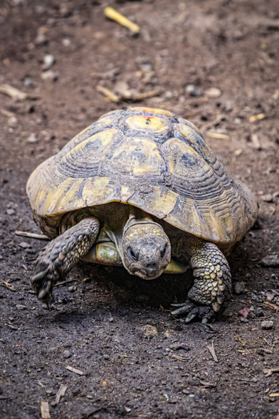 This is a photo a Greek tortoise with a yellow-brown, patterned shell and rough, scaly, dark brown legs. Their head is slightly raised, with small, beady eyes and a textured, leathery neck. They is positioned on a dirt ground, scattered with small twigs and pebbles. The background is slightly blurred. (And so is their right leg because I wasn't ready for them to move so fast towards the lettuce 😂)