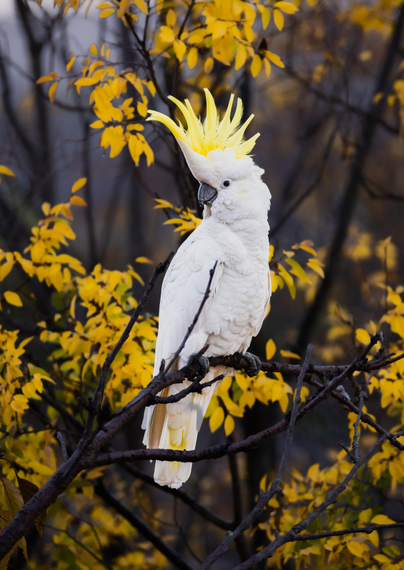 Sulphur-crested cockatoo amongst the yellow autumn leaves with its crest up.