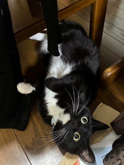 A black and white cat is lying on its back under a table, displaying its belly and looking up with wide eyes. Various items are scattered around it, including clothing and papers.
