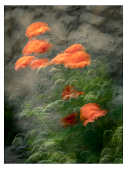 Das Bild ist eine ICM Aufnahme und zeigt Mohnblumen am Straßenrand vor einer groben Steinmauer. Bei der Aufnahme wurde mit der Kamera bei längerer Belichtungszeit eine leichte Kreisbewegung ausgeführt