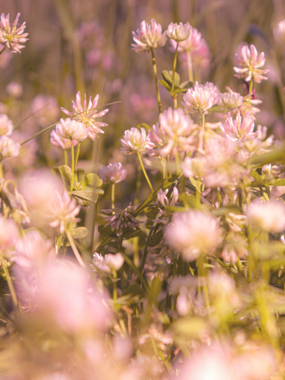 This photo is a close-up, soft- focus shot of a field of white and pink clover flowers in the park. It is filled with blooms, creating a dreamy and somewhat abstract effect. The red clover  flowers are mostly white with delicate pink tinges - especially at the tips of the petals. They are round in shape.