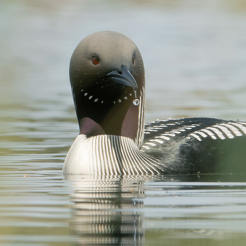 Kuikka – Black-throated loon