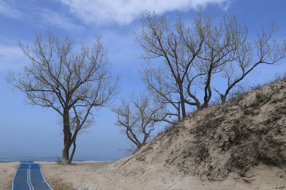 This is a landscape photo taken along the access way to a sandy beach. A large sandbank can be seen on the right side of the photo with some grasses growing on it. An accessibility runner (blue in colour) placed on top of the sand can be seen on the left side of the photo extending toward the water; this is to provide accessible access to the beach area. Two mature deciduous trees are prominent in the photo. The sky is a vibrant shade of blue with some white clouds visible. Although the sky was mostly clear, fog covered the lake, so visibility out over the water was obscured.