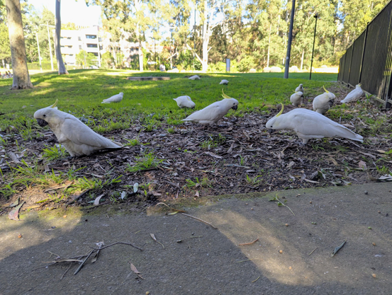 A photo of a group of sulphur crested cockatoos grazing on the ground. Several are using a foot to loft something up to their beak.