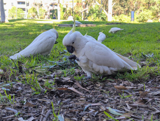 Close up photo of a sulphur crested cockatoo on the ground, with several others in the background.