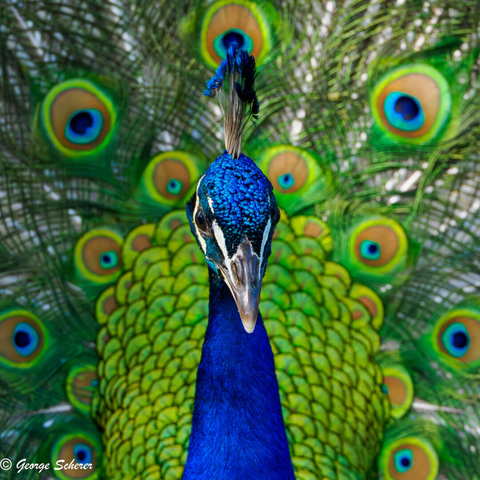 Close-up of the head and neck of a peacock, staring into the camera.  The bird's head and neck are covered in iridescent blue feathers.  Behind the bird's head, his tail plumage is in full display, in green, blue and gold colors.