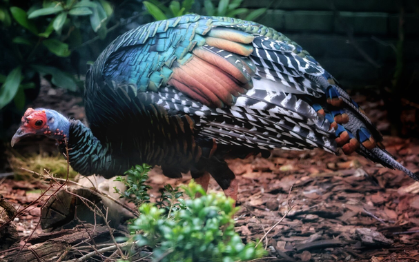 An ocellated #turkey for #Birbsday. This lady was loud! 🫨


#ocellatedTurkey #MeleagrisOcellata #Pfauentruthuhn #Pfauentruthahn #Truthuhn #Truthahn #birds #bird #Vogel #birdPhotography #birdsOfMastodon #birdsOfFediverse #birdsOfPixelfed #WeltvogelparkWalsrode #VogelparkWalsrode #Birdsday