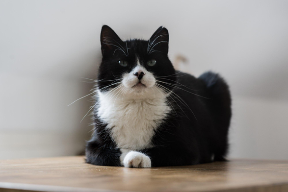 Schwarz-weißer Kater Phips mit weißer Brust und Pfote liegt auf hellem Holztisch und blickt nach vorne