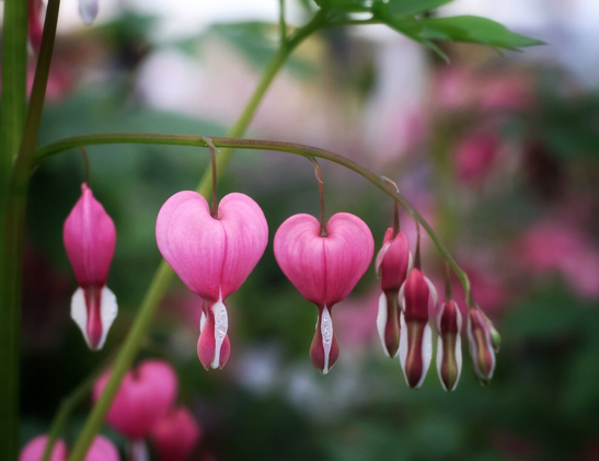 A close-up of delicate, heart-shaped bleeding heart flowers (Lamprocapnos spectabilis) in soft pink and white, hanging from a thin green stem. The blooms feature distinctive drooping petals with white tips, set against a softly blurred background of greenery and more flowers.