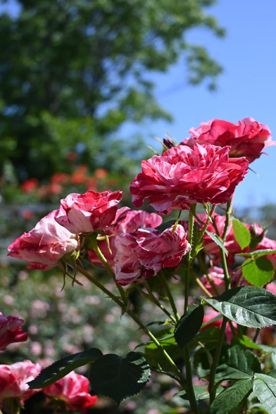 いくつもの花が咲いているバラ『アラベスク』。日に当たると1枚目より白地がより白っぽく見えるように思える。/ 2026.05.17 京都府立植物園・ばら園から