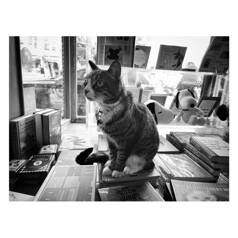 Black and white photo of a striped tabby cat with a collar, sitting upright on a tableful of piled books and looking up at something out of frame with mild curiosity. In the background are a couple of plushes of Snoopy the dog and a display of propped-up books in a storefront window, with a glimpse of the street outside.