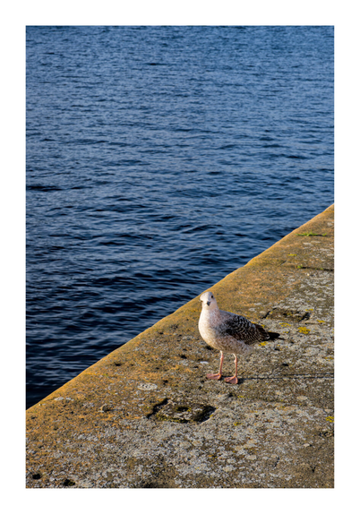 Bird in Dublin