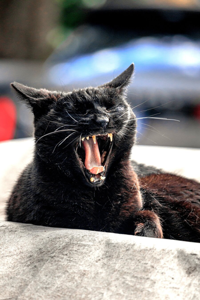 A photograph of a black cat with short fur. Their eyes are closed, and their mouth wide open in a big yawn. Their sharp teeth and pink tongue are visible. They are sitting on a grey car tarp-cover thing. (You can't tell that from the photo, but I'm telling you 😂)