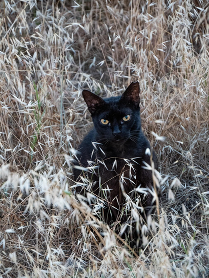 A feral black cat with striking orange eyes and a tipped ear tip sits in a field of tall, wheat-coloured dry grass.