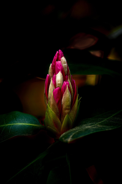 Das Foto zeigt eine Knospe einer Rhododendron-Blüte die gerade anfängt sich zur fertigen Blüte aufzurichten. Die ersten Farben, wie weiß und violett, sind schon erkennbar Um die aufgehende Knospe sind die grünen Blätter der Pflanze erkennbar. Insgesamt ist es um diese Knospe her dunkel gehalten, so das die Knospe sehr schön zur Geltung kommt.