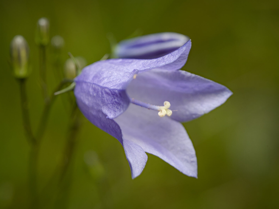 Purple flower