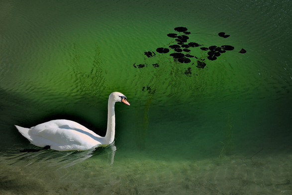 Das Foto zeigt einen weißen Schwan, der ruhig auf klarem, grünlich schimmerndem Wasser schwimmt. Im Hintergrund sind Wasserpflanzen und Seerosenblätter zu sehen. Die Stimmung wirkt friedlich und natürlich.
 ---- 
The photo shows a white swan swimming peacefully on clear water with a greenish sheen. In the background, you can see water plants and water lily leaves. The scene has a peaceful and natural feel to it.