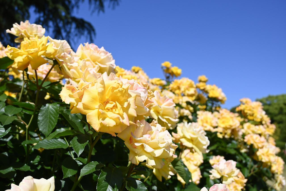 奥に咲き広がる黄色のバラ『ゴールドマリー'84』。本文通り葉の緑と黄色の薔薇の花と青空が綺麗がそれぞれ鮮やかに際立つ。/ 2026.05.17 京都府立植物園・ばら園から