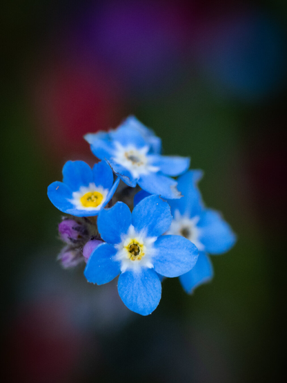 Close-up of a small cluster of baby blue forget-me-not flowers with white and bright yellow centers against a dark, out-of-focus background with greens, pinks, and purples.