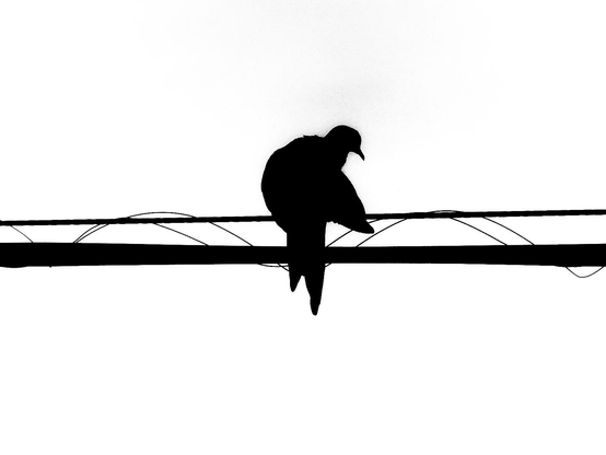 A silhouette of a bird sitting on an electrical wire with its head turned towards the right.