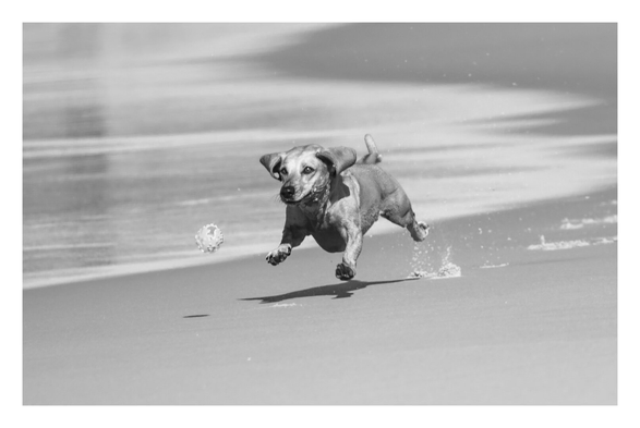 Monochrome photo of Belinha, a mixed breed basset dog sprinting along a beach, airborne with all four paws off the sand while chasing a small ball near the shoreline.