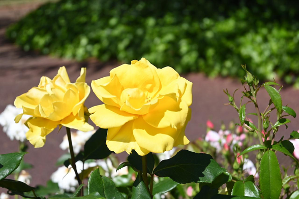 バラ『レモン アンド ジンジャー』｡前の写真より引いて撮影｡/ 2026.05.17 京都府立植物園・ばら園から