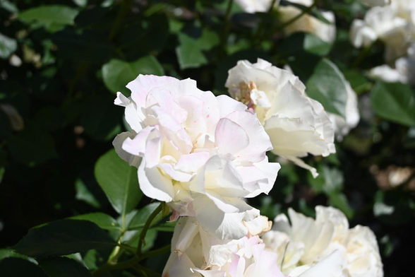 バラ『マチルダ』｡白地が多めの花が並ぶ｡それでもちょっとしたピンクの模様が出てきたりもしている｡/ 2026.05.17 京都府立植物園・ばら園から