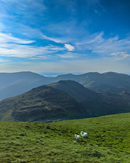 A scenic view from a green grassy mountain slope in Eryri where two white sheep graze. Ahead are layers of blue-toned mountain ridges under a bright blue sky filled with wispy white clouds.