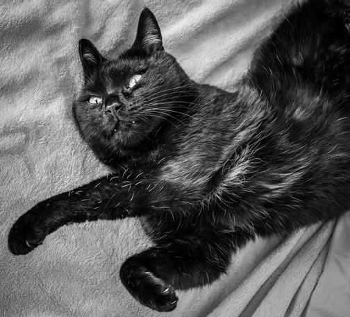 A close-up, black and white shot of a very relaxed black cat named MacReady lying on his back on a soft cotton blanket. The cat is looking upward and two small white fangs are peeking over his lower lip. His front paws are extended forward.