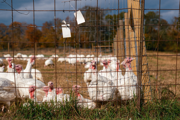 A flock of white turkeys stands behind a wire fence in a grassy field on an autumn day.