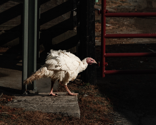 White turkey beside a red gate in shadow.