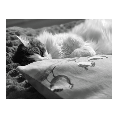 A cat napping on a velvet blanket, er paws resting on a cushion in the foreground. (Version françæ) Chax faisant læ sieste sur æn plaid en velours, les pattes posæs sur æn coussin al premiær plan.