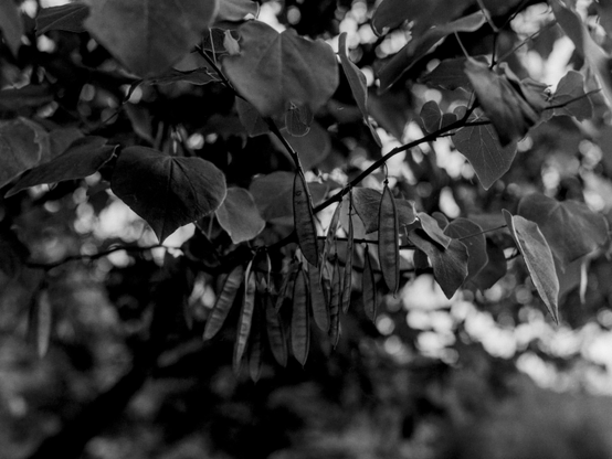 Pentax 645 | Ilford HP5 400 | Shot at 400 | Developed in HC110-E

I don’t know what kind of tree this is - but this is a picture of a tree with snow-pea-like bean-looking pods hanging from them.  I can only assume that it is something alien that will hatch, find a host, and grow inside.