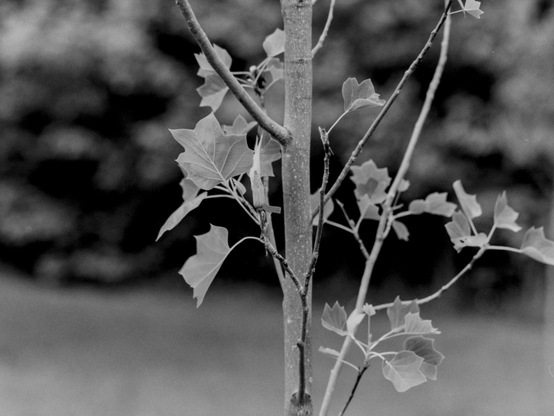 Pentax 645 | Ilford HP5 400 | Shot at 400 | Developed in HC110-E

A (poplar, I think?  Been a long time since Boy Scouts) sapling with a bud