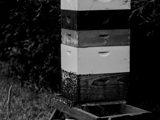 Pentax 645 | Ilford HP5 400 | Shot at 400 | Developed in HC110-E

A bee hive - the lower box of which is covered with honeybees on the side with the entrance.  I took this picture with a 200mm lens and even at the distance I was I could hear the hum of the hive as well as had bees going by my head in every direction.