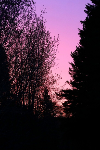 Photograph of a pink and mauve sky at sunrise between the branches of tall trees, of which we can only make out the black silhouettes in the foreground.

Photographie d'un ciel rose et mauve au lever du soleil entre les branches de grands arbres dont on ne devine que les silhouettes noires à l'avant-plan.