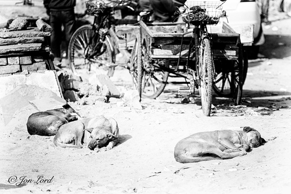 This is a grungy black and white street photo in landscape format of three street dogs, asleep at the roadside with two cycle rickshaws in the background. Delhi, India (2013).

In the lower right corner is a medium sized dog, asleep on it's side, it's paws gathered together so as they are almost touching. To the right of centre and metre from the first, blurred slightly out of focus, are two further dogs, the closest lying on its front, the ears stretched out horizontally. A short distance behind is the third dog, the tone a little darker than the first two and again lying on its side. The dogs are resting on a bed of light toned earth or sand. In the upper left corner is the end of a low brick wall surrounded by some small piles of sand. A metre or two behind the dogs and again blurred out of focus, are two well used cycle rickshaws, both with large square wooden cargo boxes behind the driver's saddle. 

The location: perhaps a building site or builders yard?  located in Saket, a suburb to the south of Delhi, India. 


