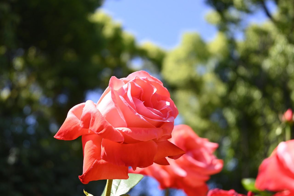 鮮やかなコーラルピンクで剣弁高芯咲きのバラ『讃歌』｡/ 2026.05.17 京都府立植物園・ばら園から