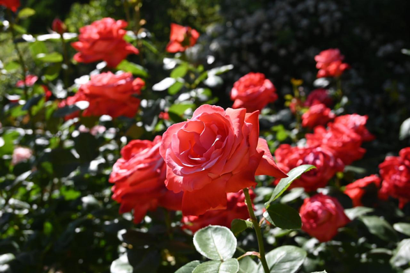 バラ『讃歌』｡焦点があった中央の花の奥にも複数咲いている様子が写る｡/ 2026.05.17 京都府立植物園・ばら園から