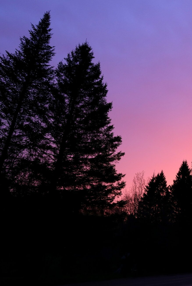 Photograph of a blue, pink and purple sky at sunrise behind the black, conical silhouette of two large spruce trees leaning oddly to the right and other smaller trees in the lower right corner.

Photographie d'un ciel bleu, rose et mauve au lever du soleil derrière la silhouette noire et conique de deux grandes épinettes bizarrement penchées ders la droite et d'autres arbres plus petits dans le coin inférieur droit.