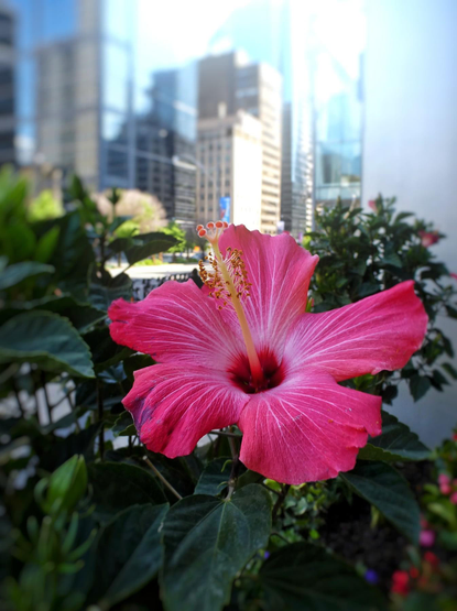 A close up image of a large pink Hibiscus flower in a planter on the sidewalk of a large city. Tall glass windowed buildings can be seen in the background and the flower is surrounded by dark green foliage.