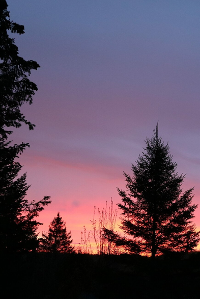Photograph of a sunrise sky behind the black, conical silhouette of some conifers, showing a color gradient from blue at the top of the photo, with some purple clouds, going down to pink with yellow bands above the horizon.

Photographie d'un ciel au lever du soleil derrière la silhouette noire et conique de quelques conifères, montrant un gradient de couleur allant du bleu dans le haut de la photo, avec quelques nuages mauves, passant en descendant au rose avec des bandes jaunes au-dessus de l'horizon.