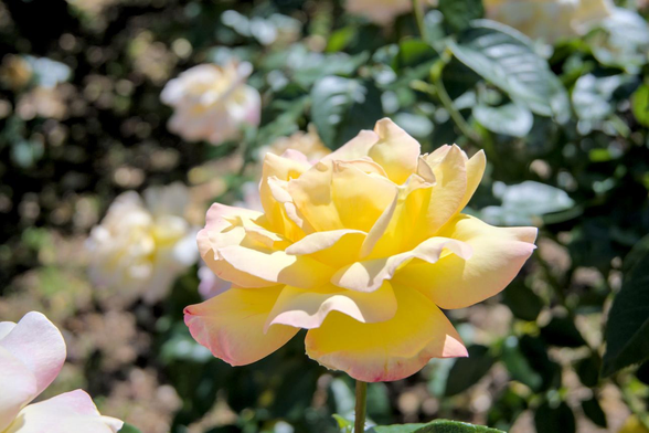 ライトイエローの花びらにピンクの縁を持ったバラ『ピース』。/ 2026.05.17 京都府立植物園・ばら園から