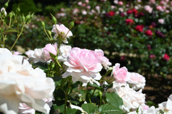 外側の花びらが白く、内側に向けて淡いピンクへグラデーションしていくバラ『ナターシャ・リチャードソン』。/ 2026.05.17 京都府立植物園・ばら園から