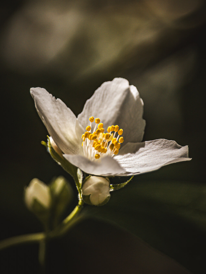 A close-up photograph of a white Philadelphus flower with yellow stamens. It has a moody atmosphere with dark muted colours.